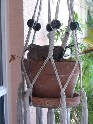 Dove In Hanging Plant