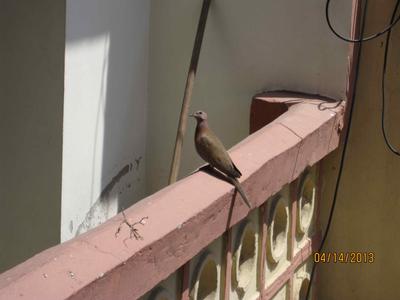 Doves Nesting On An Electric Fan For Years