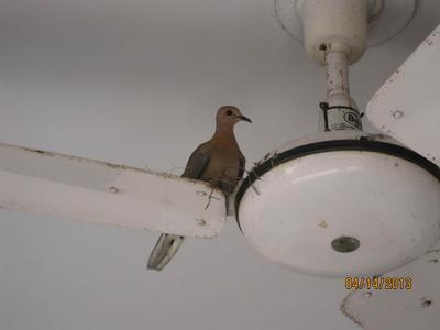 Doves Nesting On An Electric Fan For Years