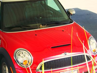 Beginning Dove Nest on Mini Cooper