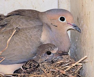 Adult and Baby Dove on Porch Nest