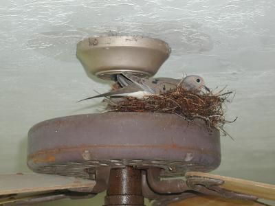 Ceiling Fan Dove and Nest