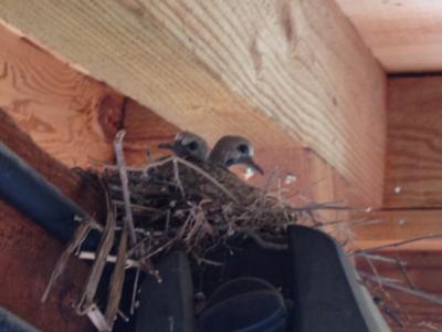 Do Doves Steal Other Birds Nests?  