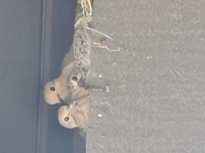Home Sweet Home Mom Dad Baby Dove