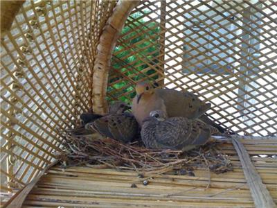 Dove Eggs 2 Days From Hatching