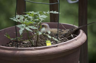 Dove Nesting in Flower Pot with Tomato Plant