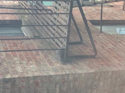 Dove Built Nest on Fire Escape