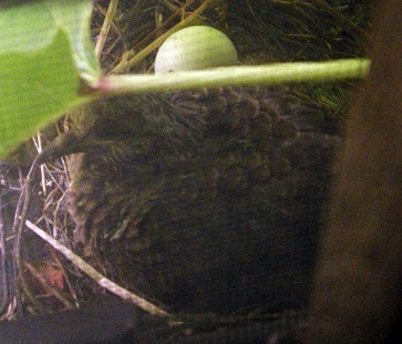 One Dove Chick, One Dove Egg