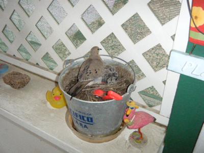 Mourning Dove and Babies!