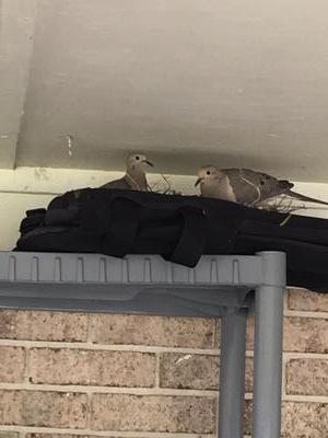 Dove Nest on Life Jacket