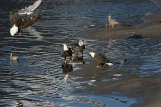 eagles feeding on salmon