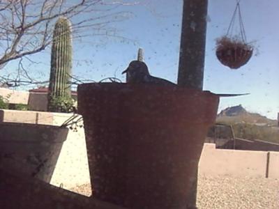 doves nesting in potted plant on patio