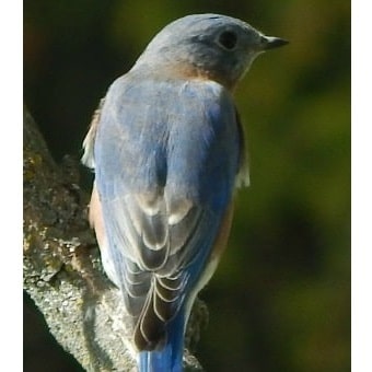 Male Eastern Bluebird in Nesting Season