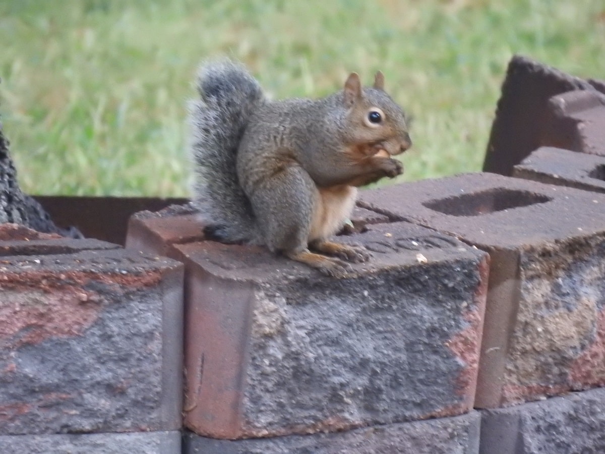 gray squirrel breeding