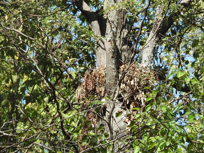 eastern gray squirrel leaf nest