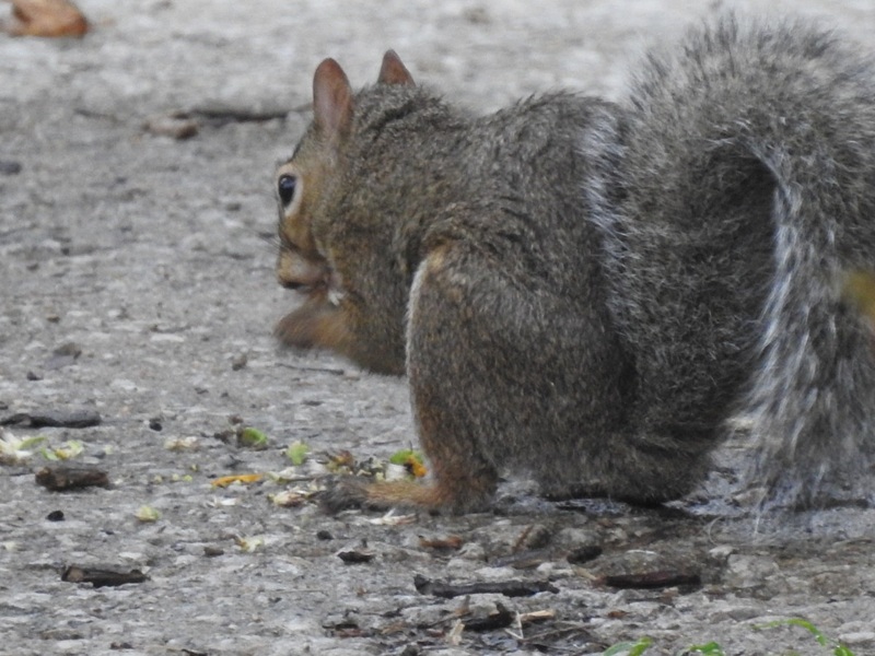 eastern gray squirrel from behind showing white tail strip seed