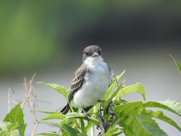 Eastern Kingbird is perched on tall grass in open meadow looking toward camera