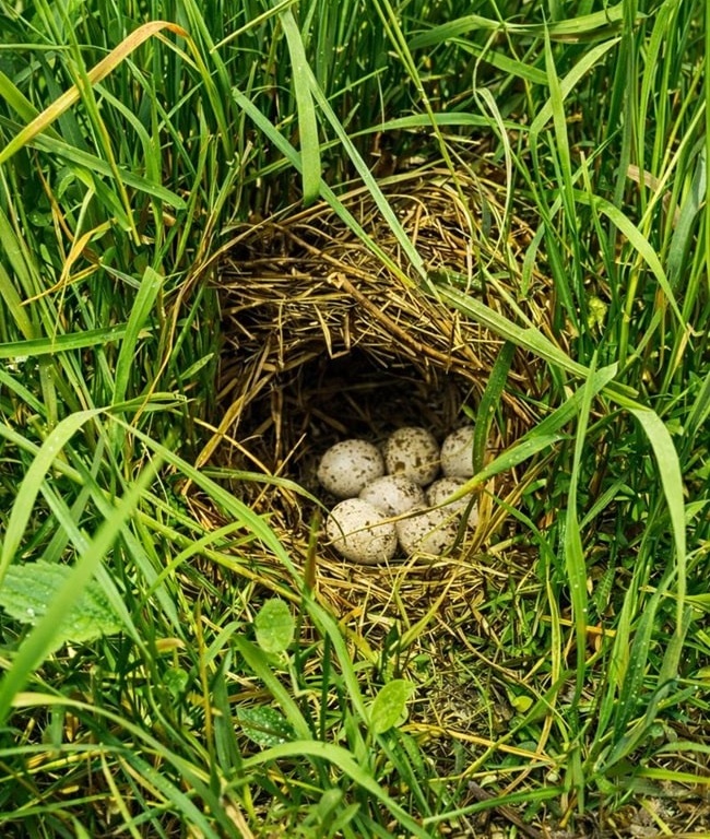 meadowlark ground nest with eggs in a field