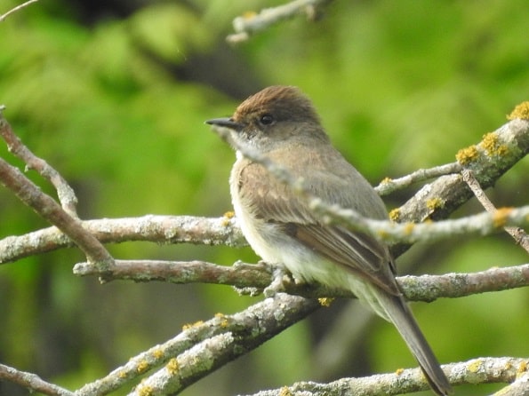 Eastern Phoebe on Branch in Woods