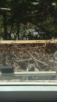 survivor waiting for momma after falling in October