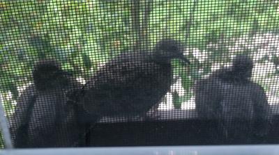 the 2 fledglings w the new guy this morning