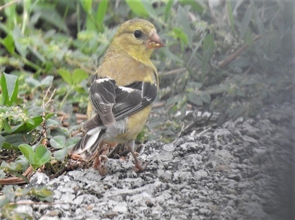 Female American Goldfinch feeding on weed seeds in spring before the breeding season