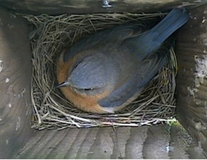 Live Bluebird Nest Cam