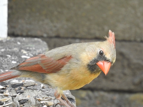Female Cardinal Looking for food to take to young chicks