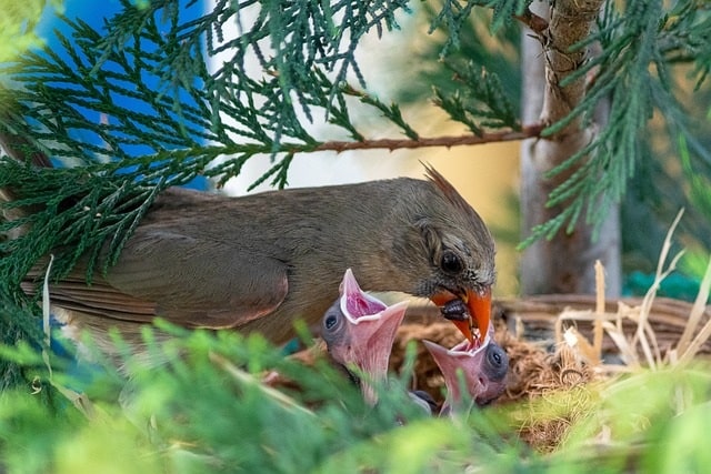 female cardinal feeding young in the nest