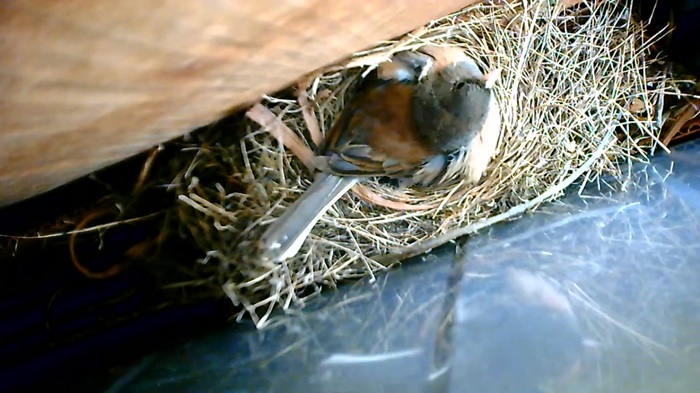female junco brooding young in nest