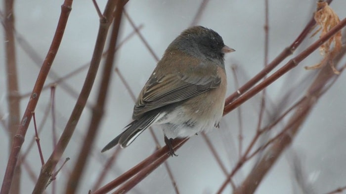 female oregon species junco