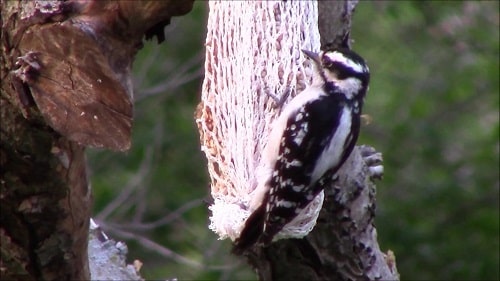 female downy woodpecker eating suet from a mesh holder