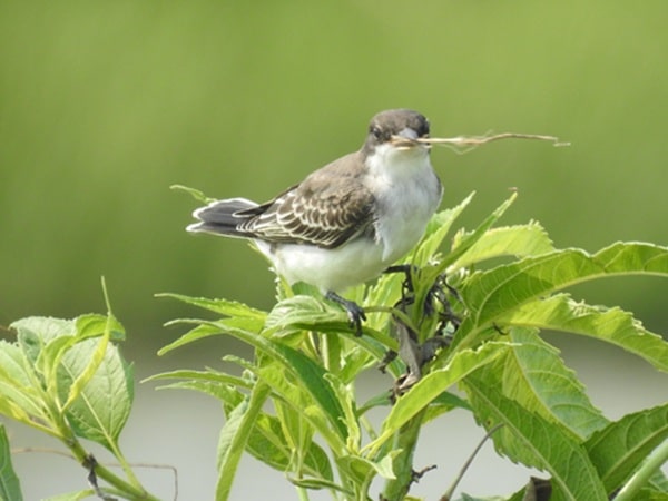 a female eastern kingbird is perched on tall grass with nesting material in its beak