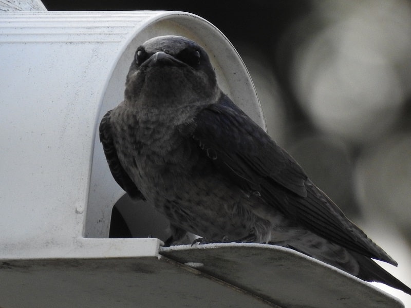 female purple martin on gourd