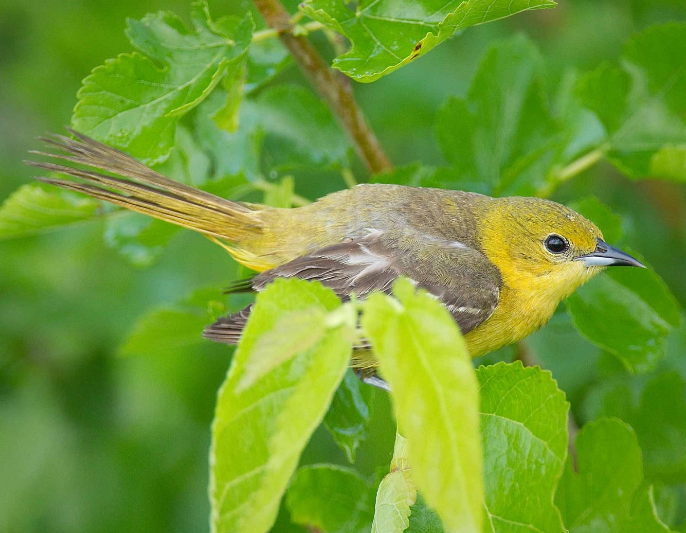 female orchard oriole