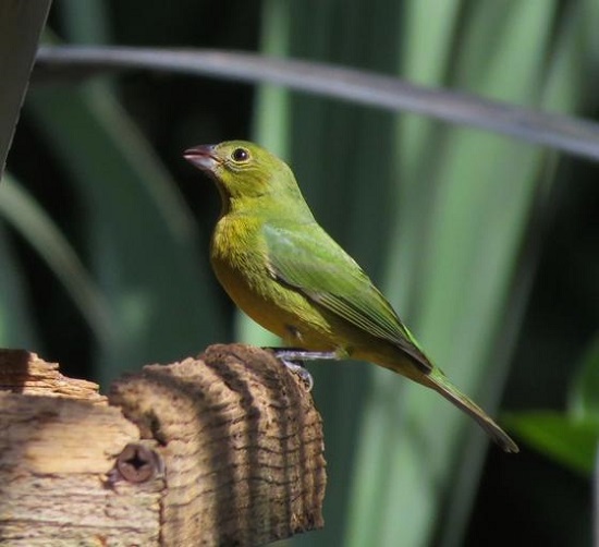 female painted bunting