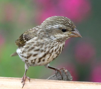 female purple finch