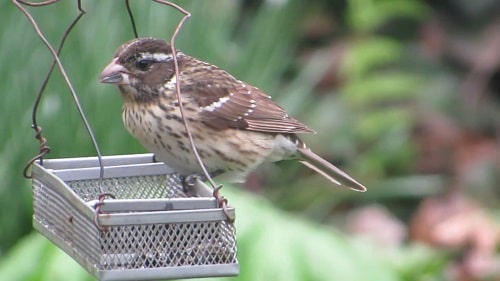 female rose-breasted grosbeak eating sunflower seeds