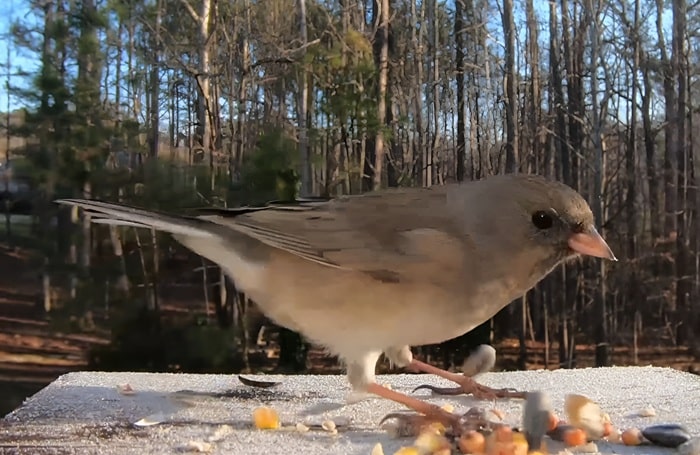 female slate-colored junco on platform feeder