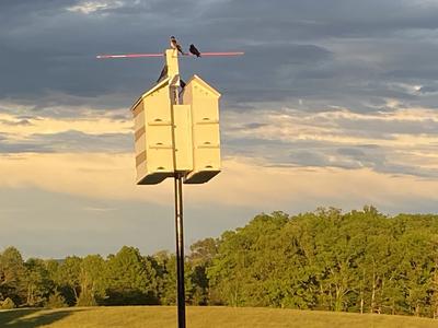 12 Unit Martin Bird House
