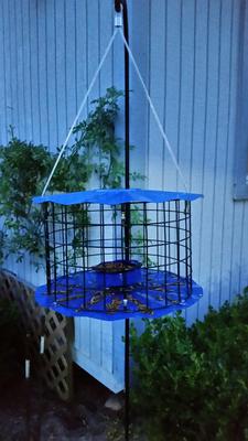 Bluebird Feeder