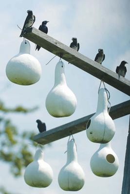 Martins perch over the nesting gourds on July 20. Our first colony of purple martins.