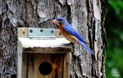 dad bluebird feeding