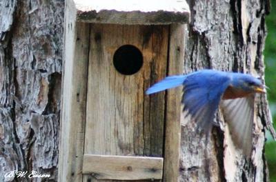 Blue Bird dad leaving