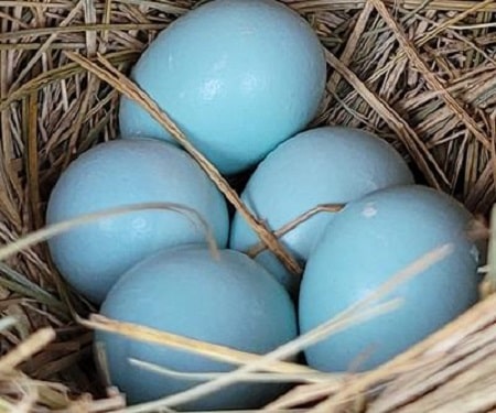 bluebird eggs beginning to hatch