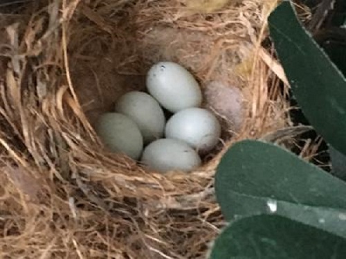 Carolina Wren Eggs in Nest