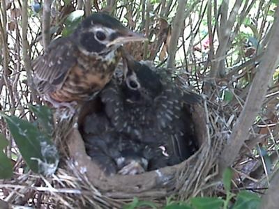 baby robins about to leave nest