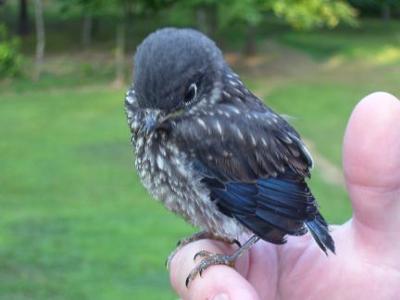 fledgling bluebird perched on finger