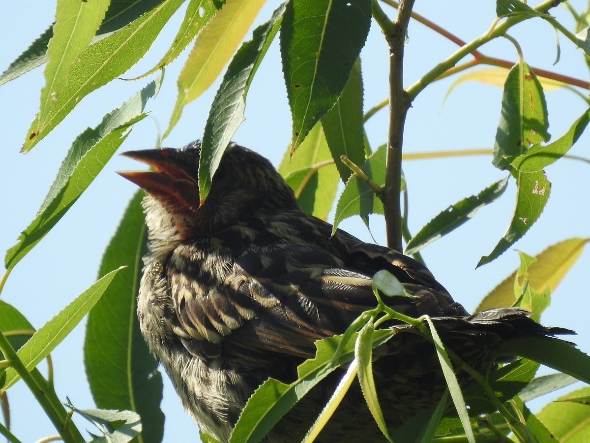 red-winged fledgling perched on tree limb