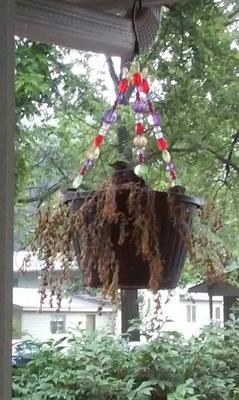 Hanging plant wilting with robin nest still active